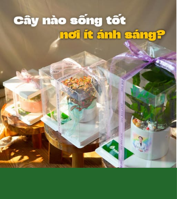 Cây nào sống tốt nơi ít ánh sáng