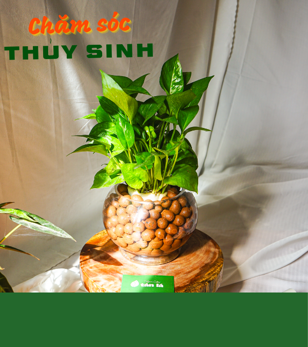 Hướng dẫn chăm sóc cây thủy sinh