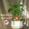 Bài viết cây ngũ gia bì có đuổi muỗi không