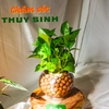 Bài viết chăm sóc cây thủy sinh